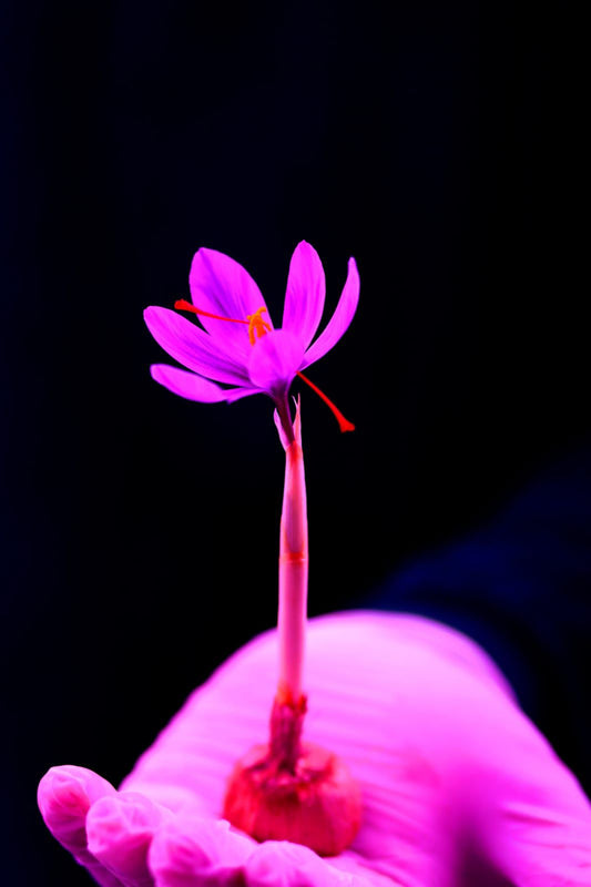 Why Saffron is the Perfect Gift.